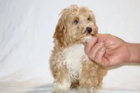 Julian Blue eye Red white, a male Cockapoo and Poodle - Miniature  for sale in Memphis, TN – 2 of 5