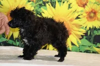 Toy Jasper Black and white , a male Poodle - Toy  for sale in Memphis, TN – 10 of 10