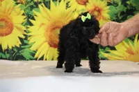 Melina Black Toy Beauty , a female Poodle - Toy  for sale in Memphis, TN – 10 of 10