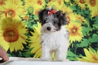Ready toy Micro Birdie Bluemerle , a female Miniature Goldendoodle for sale in Memphis, TN – 8 of 10