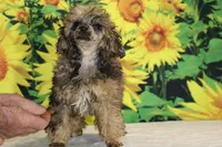Marbles Sable merle white , a male Poodle - Toy  for sale in Memphis, TN – 9 of 10