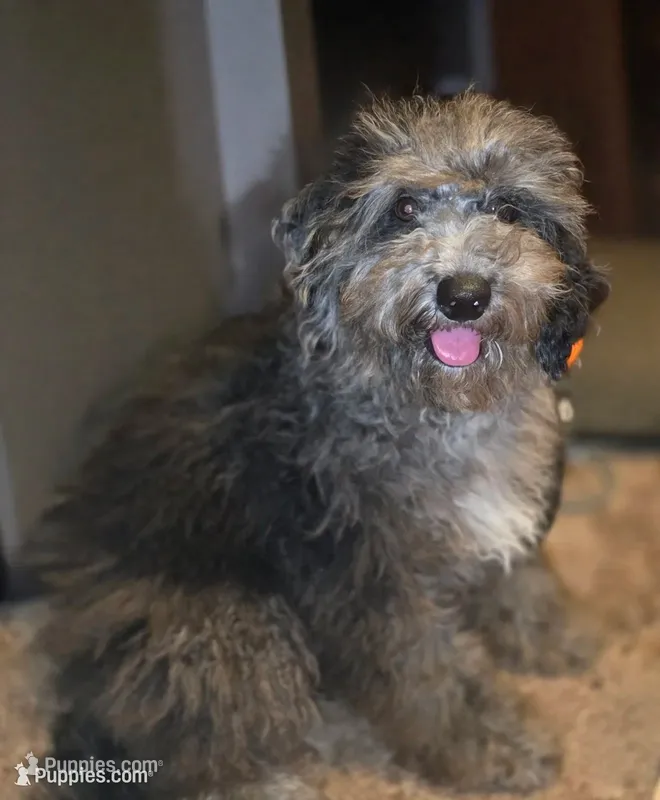 David Ready 20-30# – Miniature Bernedoodle puppy for sale in Memphis, TN