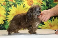 Spirit blue merle toy, a male Poodle - Toy  for sale in Memphis, TN – 1 of 6