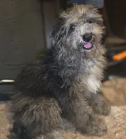 David Mini sized, a male Miniature Bernedoodle for sale in Memphis, TN – 8 of 9