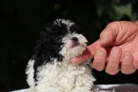 Bubbles Toy Micro , a female Miniature Goldendoodle for sale in Memphis, TN – 2 of 10