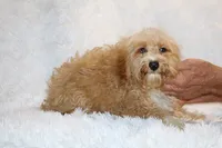 Ready Julian, a male Cockapoo and Poodle - Miniature  for sale in Memphis, TN – 6 of 10