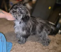 Daisy Blue Merle Wonderful coat, a female Shihpoo and Poodle - Toy  for sale in Memphis, TN – 6 of 8