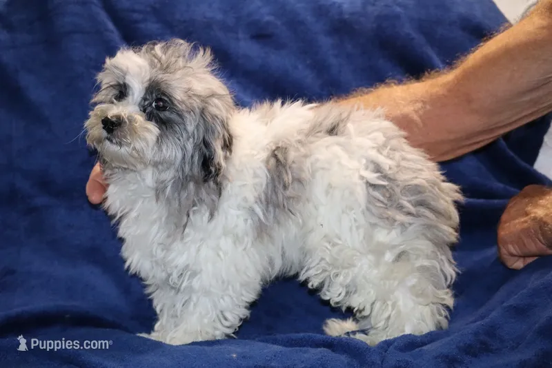 Alistair Blue eye Merle  – Shihpoo, Poodle - Toy  puppy for sale in Memphis, TN