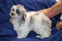 Alistair Blue eye Merle , a male Shihpoo and Poodle - Toy  for sale in Memphis, TN – 1 of 9
