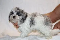 Alistair Blue eye Merle , a male Shihpoo and Poodle - Toy  for sale in Memphis, TN – 3 of 5