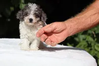 Toy Micro Birdie Blue merle , a female Miniature Goldendoodle for sale in Memphis, TN – 2 of 8