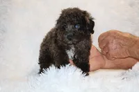 Ice Man Blue Eyed, a male Poodle - Toy  for sale in Memphis, TN – 8 of 10
