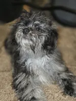 Merle Doll Baby, a female Shihpoo and Poodle - Toy  for sale in Memphis, TN – 3 of 9