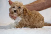 Julian Blue eye Red white, a male Cockapoo and Poodle - Miniature  for sale in Memphis, TN – 3 of 5
