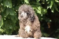 Blue eyed Ice Man, a male Poodle - Toy  for sale in Memphis, TN – 2 of 10