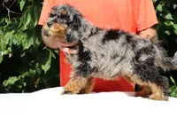 11-20# Gideon Phantom , a male Miniature Bernedoodle for sale in Memphis, TN – 3 of 9
