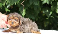 Meena 2 Ice Blue Eyes , a female Yorkipoo for sale in Memphis, TN – 3 of 10