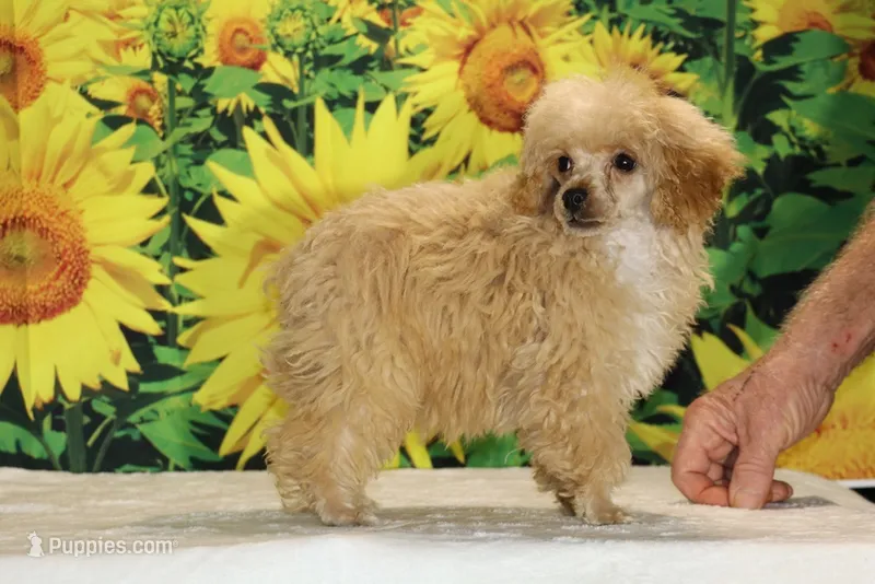 Pretzel Red/apricot Merle white  – Poodle - Toy  puppy for sale in Memphis, TN