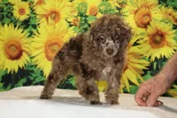 Maurice Chocolate merle , a male Poodle - Miniature  for sale in Memphis, TN – 9 of 10