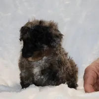 Handsome Blue Merle Duke , a male Shihpoo and Poodle - Toy  for sale in Memphis, TN – Photo 4 of 9