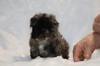 TOY Blue Merle Duke , a male Shihpoo and Poodle - Toy  for sale in Memphis, TN – Photo 4 of 9