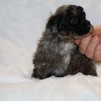 Handsome Blue Merle Duke , a male Shihpoo and Poodle - Toy  for sale in Memphis, TN – Photo 3 of 9