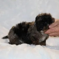 Handsome Blue Merle Duke , a male Shihpoo and Poodle - Toy  for sale in Memphis, TN – Photo 7 of 9