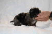 TOY Blue Merle Duke , a male Shihpoo and Poodle - Toy  for sale in Memphis, TN – Photo 7 of 9