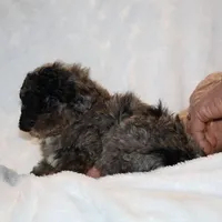 Handsome Blue Merle Duke , a male Shihpoo and Poodle - Toy  for sale in Memphis, TN – Photo 8 of 9