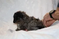 TOY Blue Merle Duke , a male Shihpoo and Poodle - Toy  for sale in Memphis, TN – Photo 8 of 9