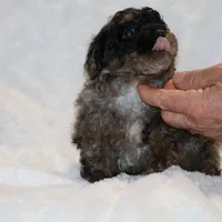 Handsome Blue Merle Duke , a male Shihpoo and Poodle - Toy  for sale in Memphis, TN – Photo 6 of 9