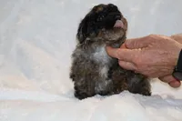 TOY Blue Merle Duke , a male Shihpoo and Poodle - Toy  for sale in Memphis, TN – Photo 6 of 9