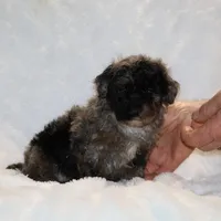 Handsome Blue Merle Duke , a male Shihpoo and Poodle - Toy  for sale in Memphis, TN – Photo 2 of 9