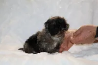 TOY Blue Merle Duke , a male Shihpoo and Poodle - Toy  for sale in Memphis, TN – Photo 2 of 9