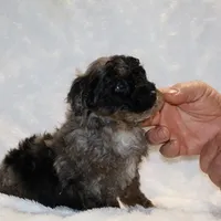 Handsome Blue Merle Duke , a male Shihpoo and Poodle - Toy  for sale in Memphis, TN – Photo 5 of 9