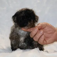 Handsome Blue Merle Duke , a male Shihpoo and Poodle - Toy  for sale in Memphis, TN – Photo 1 of 9