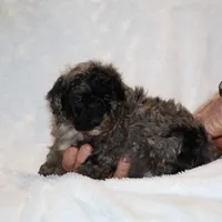 Handsome Blue Merle Duke , a male Shihpoo and Poodle - Toy  for sale in Memphis, TN – Photo 9 of 9