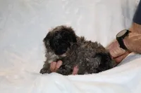 TOY Blue Merle Duke , a male Shihpoo and Poodle - Toy  for sale in Memphis, TN – Photo 9 of 9