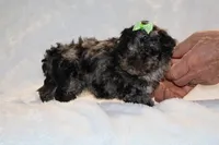 TOY Daisy Blue Merle , a female Shihpoo and Poodle - Toy  for sale in Memphis, TN – Photo 5 of 8