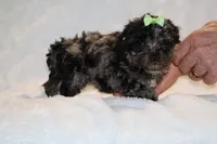 TOY Daisy Blue Merle , a female Shihpoo and Poodle - Toy  for sale in Memphis, TN – Photo 8 of 8