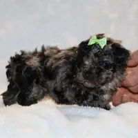 Wonderful coat Daisy Blue Merle , a female Shihpoo and Poodle - Toy  for sale in Memphis, TN – Photo 3 of 8