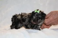 TOY Daisy Blue Merle , a female Shihpoo and Poodle - Toy  for sale in Memphis, TN – Photo 4 of 8