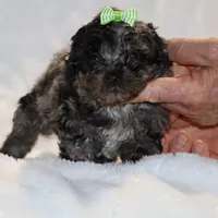 Wonderful coat Daisy Blue Merle , a female Shihpoo and Poodle - Toy  for sale in Memphis, TN – Photo 4 of 8