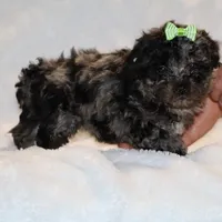 Wonderful coat Daisy Blue Merle , a female Shihpoo and Poodle - Toy  for sale in Memphis, TN – Photo 2 of 8