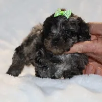 Wonderful coat Daisy Blue Merle , a female Shihpoo and Poodle - Toy  for sale in Memphis, TN – Photo 5 of 8
