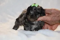 TOY Daisy Blue Merle , a female Shihpoo and Poodle - Toy  for sale in Memphis, TN – Photo 3 of 8
