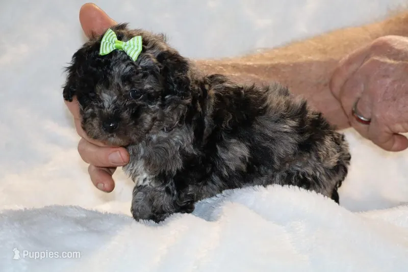 TOY Daisy Blue Merle 