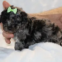 Wonderful coat Daisy Blue Merle , a female Shihpoo and Poodle - Toy  for sale in Memphis, TN – Photo 1 of 8