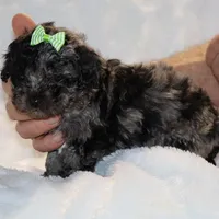 Wonderful coat Daisy Blue Merle , a female Shihpoo and Poodle - Toy  for sale in Memphis, TN – Photo 7 of 8