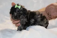 TOY Daisy Blue Merle , a female Shihpoo and Poodle - Toy  for sale in Memphis, TN – Photo 7 of 8